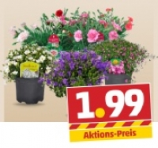 Bl&uuml;hpflanzenmix