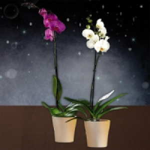 Orchidee Phalaenopsis 4.89 €