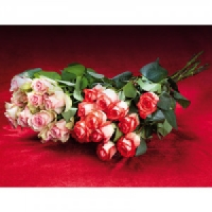 Premium Rosen 3.80 €