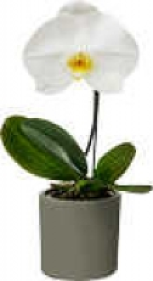 Orchideen Vielfalt im Übertopf 9.95 €