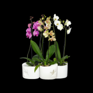 Edeka  Phalaenopsis 2-Trieber in weihnachtlicher Keramik