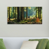 Aldi Süd  Acrylglasbild Wald