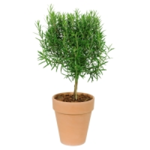 GARDENLINE® Gewürzstämmchen