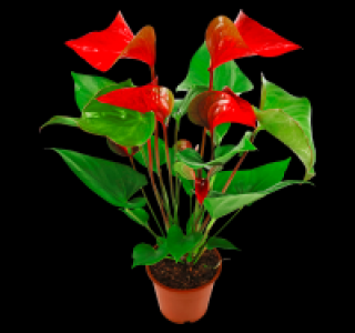 Flamingoblume 4.99 €