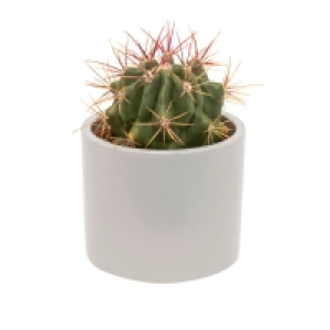 GARDENLINE® Kaktee/Sukkulente im Ãœbertopf