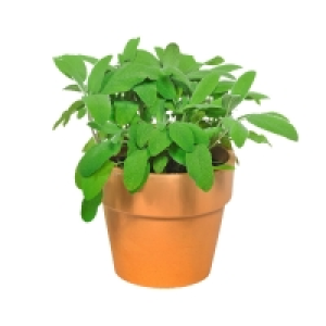 GARDENLINE® GewuÌˆrzkräuter im Terrakottatopf