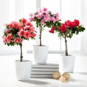 Azaleen Stämmchen 4.29 €