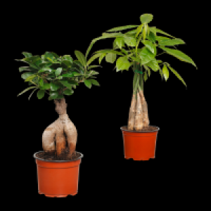 GARDENLINE Ficus Ginseng / Pachira 4.99 €