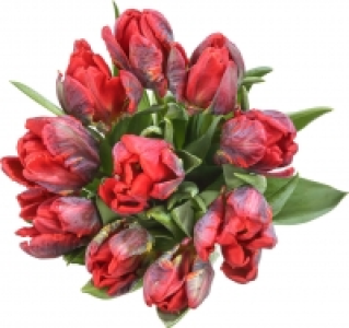 Tulpenstrauß 4.99 €