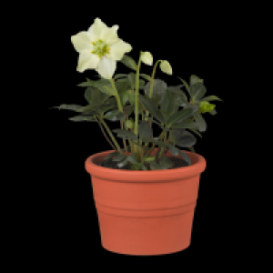 GARDENLINE Christrose (Helleborus) 2.99&nbsp;&euro;
