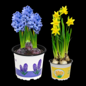 GARDENLINE Narzissen / Hyazinthen 1.49&nbsp;&euro;
