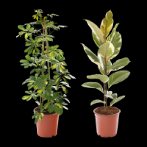 GARDENLINE Grünpflanze 9.99 €