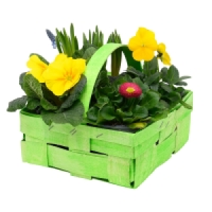 GARDENLINE® FruÌˆhjahrsbluÌˆher im Spankorb