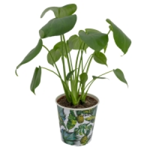 GARDENLINE® GruÌˆnpflanze Exotic Nature
