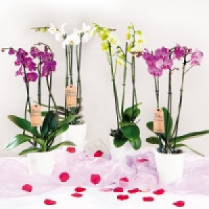 Orchidee Phalaenopsis 8.99 €