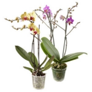 Phalaenopsis, 2 Risper 7.99&nbsp;&euro;