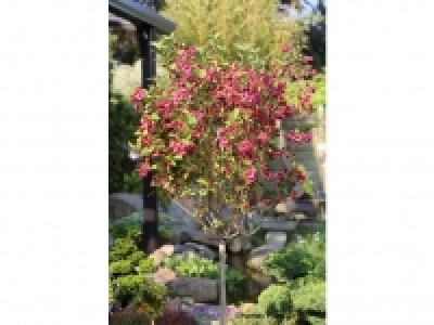 Weigelia Bristol Ruby® als Kugel-Stämmchen gezogen, rot blühend 16.99 €
