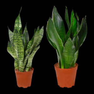 GARDENLINE Sansevieria 5.99 €