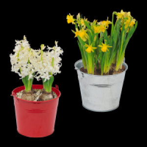 GARDENLINE Blumenzwiebeln im Zink-Übertopf 2.49 €