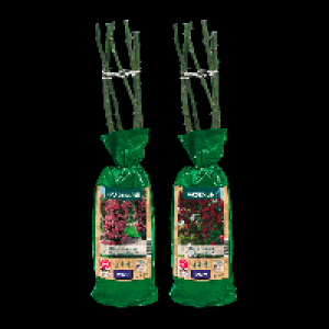 GARDENLINE Edel- / Beet- / Kletterrose 2.29&nbsp;&euro;