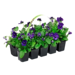 GARDENLINE® Beetpflanzen, 10er-Tray