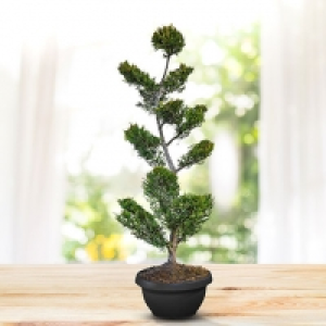 Baumzypresse Bonsai XL