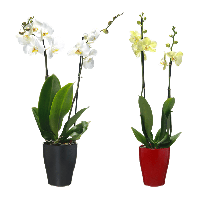 Aldi Nord Gardenline GARDENLINE Phalaenopsis (Schmetterlingsorchidee)