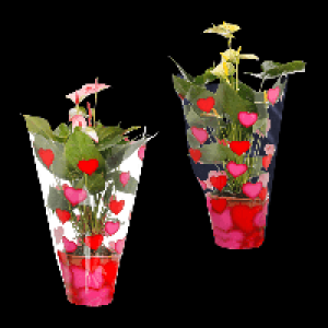 GARDENLINE Anthurie 3.99&nbsp;&euro;