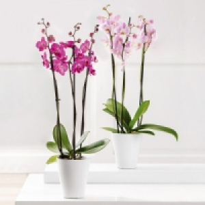 Orchidee Phalaenopsis 8.99 €