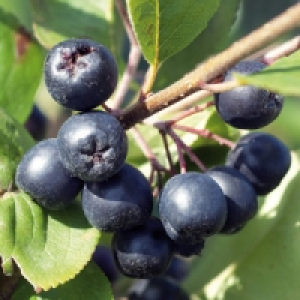 Beerensträucher 3.99 €