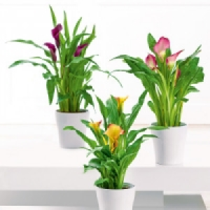 Calla Zantedeschia 4.99 €