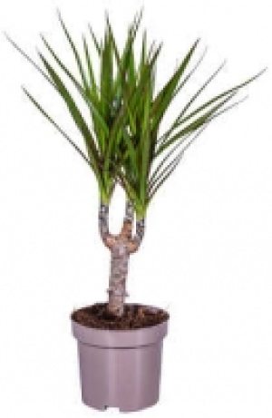 Gr&uuml;npflanzen 1.99&nbsp;&euro;