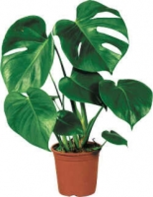 Gr&uuml;npflanzen 4.99&nbsp;&euro;