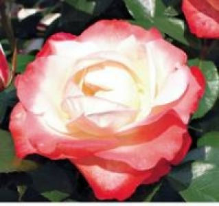 Nostalgische Rose 15.99&nbsp;&euro;
