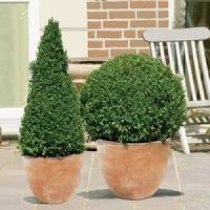 Buchsbaum Pyramide 15.99&nbsp;&euro;