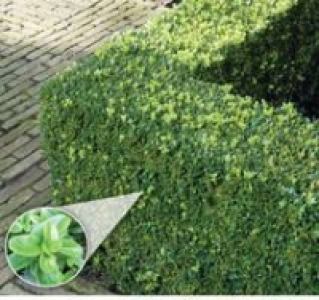 Buchsbaum 12-cm-Topf 3.49&nbsp;&euro;