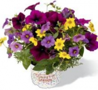 Sommerblumen Confetti Garden