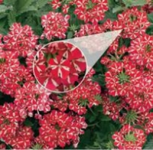 H&auml;ngeverbene Estrella