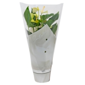 GARDENLINE® Flamingoblume 4.99 €