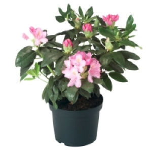 Aldi Süd  GARDENLINE® Rhododendron