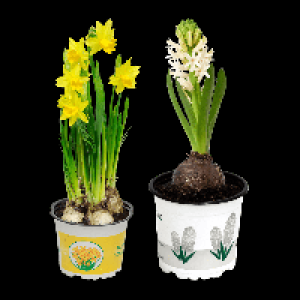GARDENLINE Narzissen / Hyazinthen 0.79&nbsp;&euro;