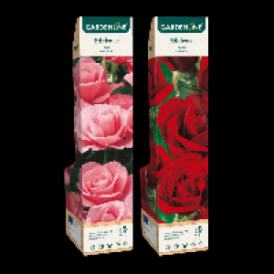 GARDENLINE Edel- / Beet- / Kletterrose 1.29&nbsp;&euro;