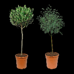 GARDENLINE Mediterranes St&auml;mmchen 16.99&nbsp;&euro;