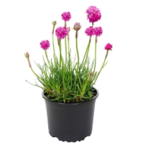 GARDENLINE® Polsterstaude 1.19 €