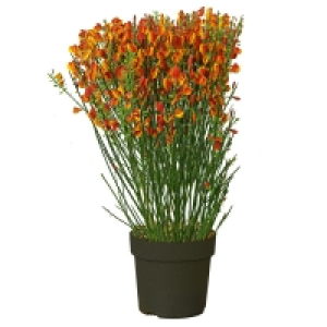 GARDENLINE® Edelginster 2.49 €