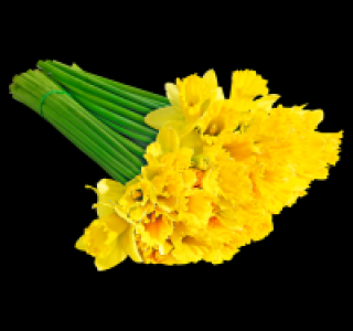Wundersch&ouml;ne Narzissen 0.66&nbsp;&euro;