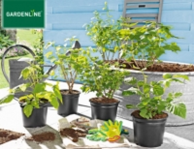 Gardenline Beerenstrauch