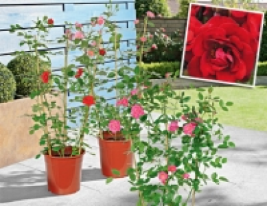 Kletterrose am Spalier