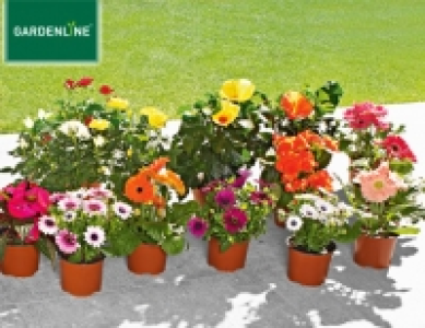 Blühende Pflanze 1.49 €
