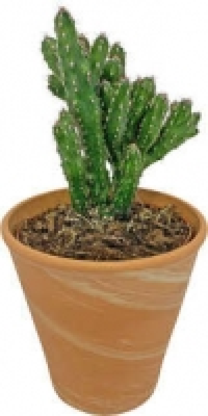 Zimmerpflanzen 2.99 €